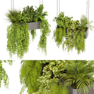 Collection Plant Vol 391 - Pothos - Hanging