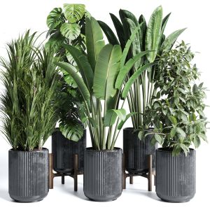 Indoor Plant Set 300 Plant Ravenala Ficus Rubbery