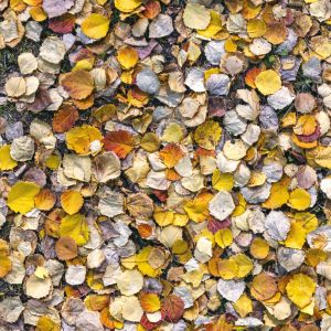 Autumn Foliage Material 02