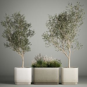 Ornamental Trees In Concrete Pots