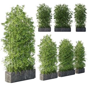 Collection Outdoor Plant 66 Pot Bamboo Tree Fern