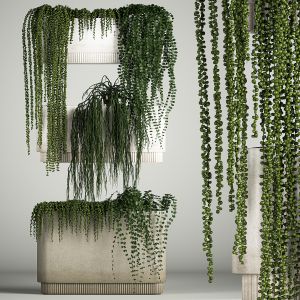 Vertical Gardening Of Wall Plants In Pots