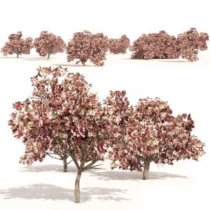 Pink Prunus Flowering Peach Trees