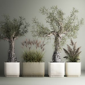 Decorative Old Olive Trees In Concrete Pots