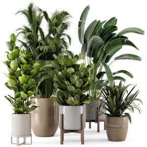 Indoor Plants In Rusty Concrete Pot - Set 228