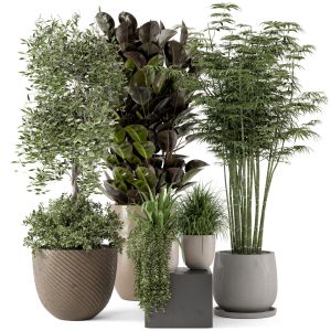 Indoor Plants  In Rusty Concrete Pot - Set 229