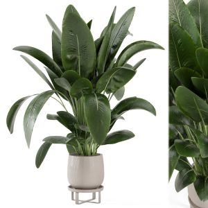 Indoor Plants In Rusty Concrete Pot - Set 234