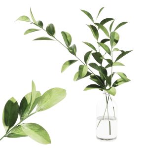 Ruscus Branches In Bottle Indoor Plant