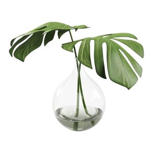 Monstera Leaves Indoor Decor Plant