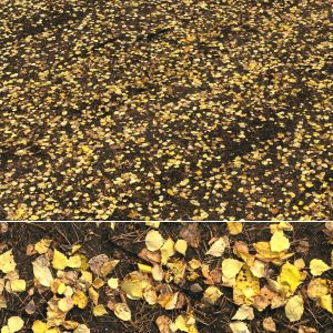 Autumn Foliage Material 03