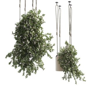 Plants Hanging With Flowers Pots Indoor Plant 30