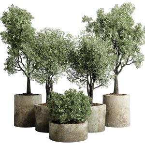 Collection Outdoor Plant 65 Pot Old Olive Tree