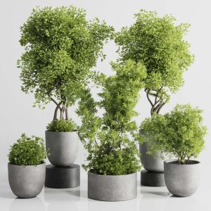 Indoor Plant Set 303 Concrete Vase Plant Tree Bush