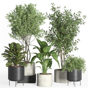 Indoor Plant Set 35-concrete And Metal Pot