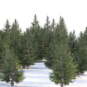 Norway Spruce Forest Trees