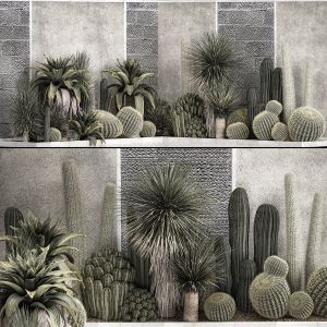 Collection Of Tropical Desert Plants