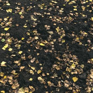 Autumn Foliage Material 05