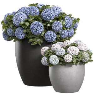 Hydrangea Plant In A Garden Pot