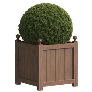 Boxwood In A Wooden Garden Patio Planter