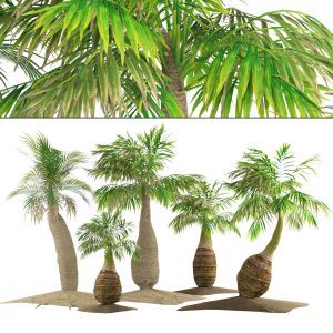 Low Poly Bottle Palm Trees 3d Model