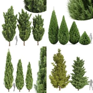 5 Different SETS of Tree. SET VOL64