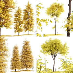 5 Different SETS of Tree. SET VOL67