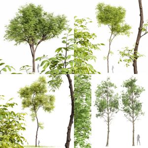 5 Different SETS of Tree. SET VOL68