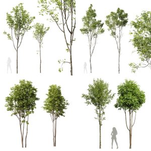 5 Different SETS of Tree. SET VOL69