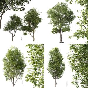 5 Different SETS of Tree. SET VOL70