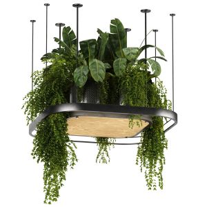 Indoor Plants Hanging Plants Set57