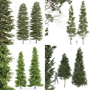 5 Different SETS of Tree. SET VOL71