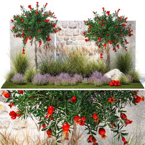 Garden Lavender And Flowering Pomegranate Trees