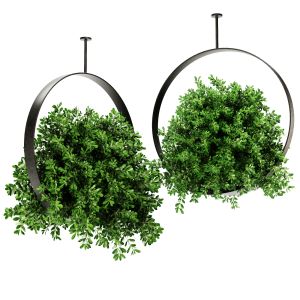 Indoor Plants Hanging Plants Set58