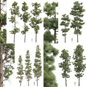 5 Different SETS of Tree. SET VOL73