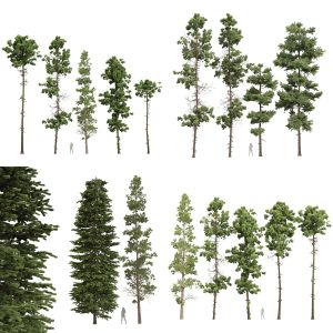 5 Different SETS of Tree. SET VOL74