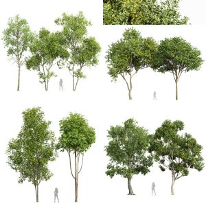 5 Different SETS of Tree. SET VOL75