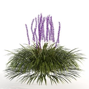 Liriope Muscari Lily Turf 3d Model