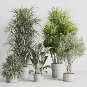 Indoor Plant Set 418 Plant Ficus Rubbery Tree Palm