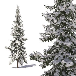 Winter Fir 01