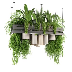 Indoor Plants Hanging Plants Set59