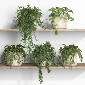 Plants On Shelf 15