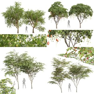 5 Different SETS of Tree. SET VOL79