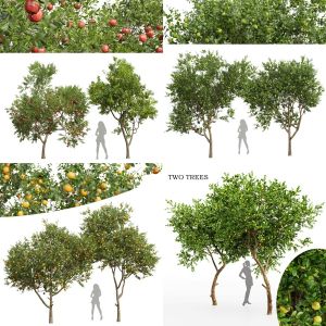 5 Different SETS of Tree. SET VOL81