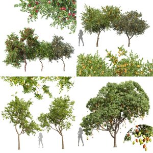 5 Different SETS of Tree. SET VOL82