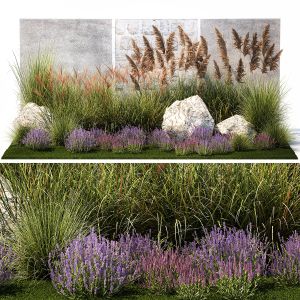 Garden Flowers Lavender Pampas Grass Miscanthus