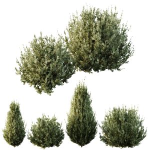 Plants Montra Olive Bush Version8