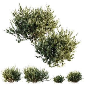 Plants Montra Olive Bush Version9