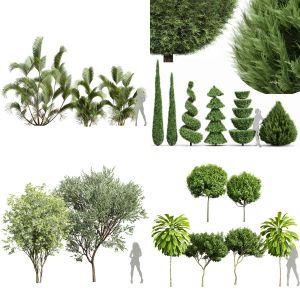 5 Different SETS of Tree. SET VOL89