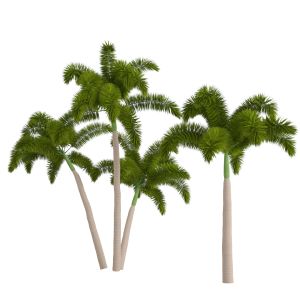 Tropical Foxtail Palm Trees