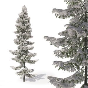 Winter Fir 02